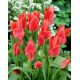 Tulipan Toronto - opak. 5 szt.
