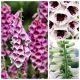 Naparstnica - zestaw 3 odmian nasion kwiatów