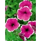 Petunia ogrodowa Iluzja - różowa