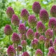 Czosnek główkowaty - Allium sphaerocephalon - 20 szt.