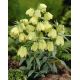 Szachownica bladokwiatowa - Fritillaria pallidiflora