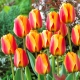 Tulipan Apeldoorn's Elite - 5 szt.
