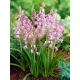 Cebulica różowa - duża paczka! - 100 szt.