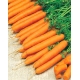 Marchew Amsterdamska - wczesna - NASIONA OTOCZKOWANE