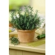 Domowy ogródek - Rozmaryn - do uprawy w domu i na balkonie