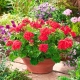 Pelargonia czerwona