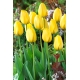 Tulipan Golden Parade - 5 szt.