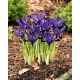 Irys botaniczny - Blue Note - duża paczka! - 100 szt.