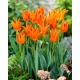 Tulipan Ballerina - duża paczka! - 50 szt.