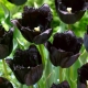 Tulipan Fringed Black - najbardziej czarny tulipan ze wszystkich! - 5 szt.