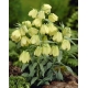 Szachownica bladokwiatowa - Fritillaria pallidiflora - duża paczka! - 10 szt.