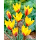 Tulipan Chrysantha - duża paczka! - 50 szt.