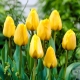 Tulipan Golden Apeldoorn - duża paczka! - 50 szt.