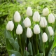 Tulipan White Prince - duża paczka! - 50 szt.