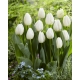 Tulipan White Prince - GIGA paczka! - 250 szt.