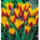 Tulipan botaniczny - Cynthia - GIGA paczka! - 250 szt.