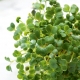 Microgreens - Jarmuż zielony - młode listki o unikalnym smaku - 100 gram