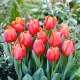 Tulipan Jimmy - 50 szt.