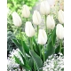 Tulipan biały - duża paczka! - 50 szt.