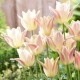 Tulipan Elegant Lady - duża paczka! - 50 szt.