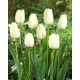 Tulipan Maureen - duża paczka! - 50 szt.