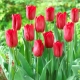 Tulipan Strong Love - 5 szt.