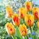 Tulipan Olympic Flame - 5 szt.