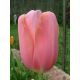 Tulipan Menton - opak. 5 szt.