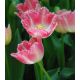 Tulipan Fancy Frills - opak. 5 szt.