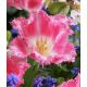 Tulipan Fancy Frills - opak. 5 szt.