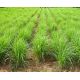 Cytrynowa trawa  - nadaje się do uprawy na dopłaty - 1 kg