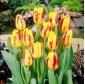 Tulipan Washington - opak. 5 szt.